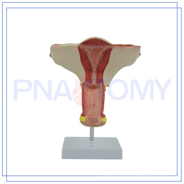PNT-0583 female internal genital organ model